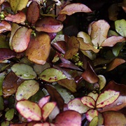 Mountain Horopito (Pseudowintera Colorata)