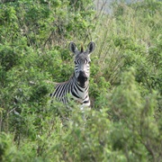 Ngorongoro Crater, Tanzania