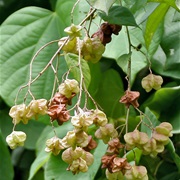 Guest Tree (Kleinhovia)