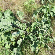 Wild Cabbage (Brassica Oleracea)