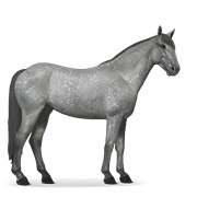 Mustang - Dapple Gray
