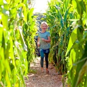 Corn Field Catch and Run