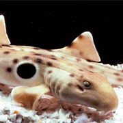 Epaulette Shark