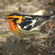 Blackburnian Warbler