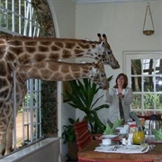 Feeding Giraffe at Giraffe Manor Nairobi Kenya