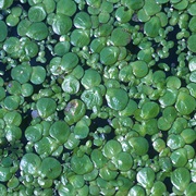 Common Duckmeat (Spirodela Polyrhiza)
