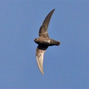 Black Swift