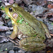 Green Frog