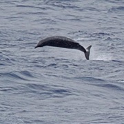 Ginkgo-Toothed Beaked Whale