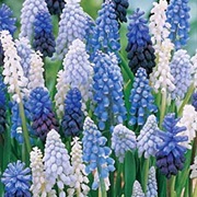 Muscari