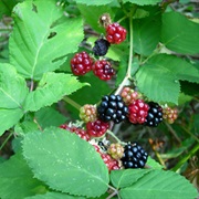Himalayan Blackberry (Rubus Armeniacus)