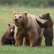 Watch Grizzly Bears in Nature