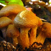 Armillaria Gallica