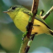 Antioquia Bristle Tyrant