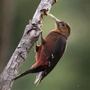 Okinawa Woodpecker