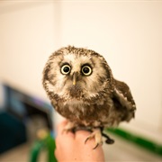 Owl Café