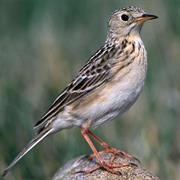 Sprague's Pipit