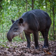 Baird's Tapir