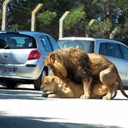 Réserve Africaine Sigean