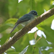 Cerulean Paradise Flycatcher