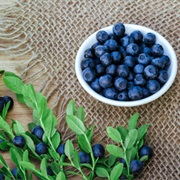 Bilberry