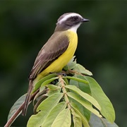Social Flycatcher