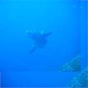 Dive With Mola Mola&#39;s