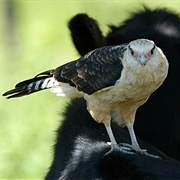 Yellow-Headed Caracara (Milvago Chimachima)