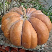 Musquée De Provence / Moscata Di Provenza