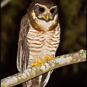 Band-Bellied Owl (Pulsatrix Melanota)