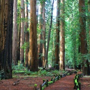 Richardson Grove State Park, California