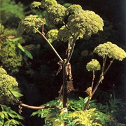 Norwegian Angelica (Angelica Archangelica)