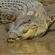 Estuarine Crocodile