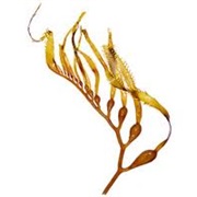 Kelp (Aka: Kelp Fish, Grass Fish, Bull Kelp)