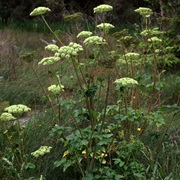 Seacoast Angelica (Angelica Lucida)