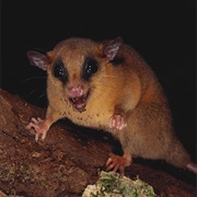 Red Mouse Opossum
