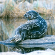 Saimaa Ringed Seal