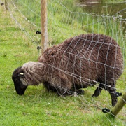 The Grass Is Always Greener on the Other Side of the Fence