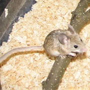 Mouse-Like Hamster