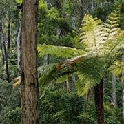 Lind National Park (VIC)