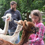 One Can Go for a Walk Not Only With Dogs