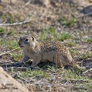 Washington Ground Squirrel