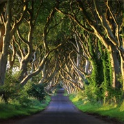 Dark Hedges Tree Tunnel