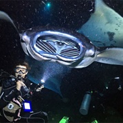 Night Diving & Snorkeling With Mantas, Hawaii