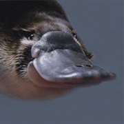 Healesville Sanctuary Platypus Encounter