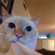 Suckling Your Clothes