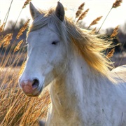 Ride a White Horse With a Gardian (French Cowboy) in the Camargue.