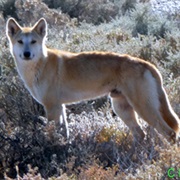 Dingo