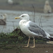 Caspian Gull
