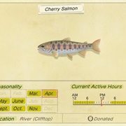 Cherry Salmon